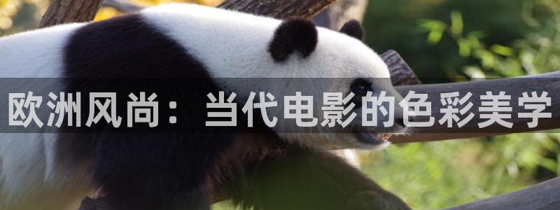 浮力影院一区：欧洲风尚：当代电影的色彩美学